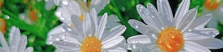 cover-image